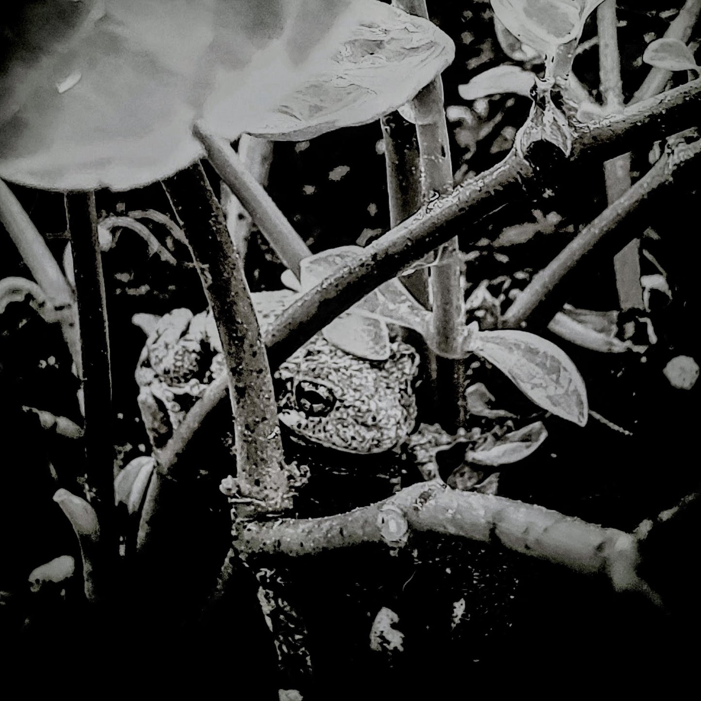 South Carolina frog hiding from the summer heat.