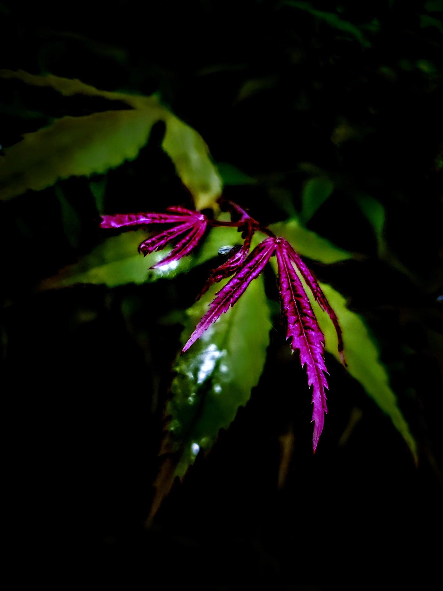 Beautiful Japanese Maple tree to "Focus" on.