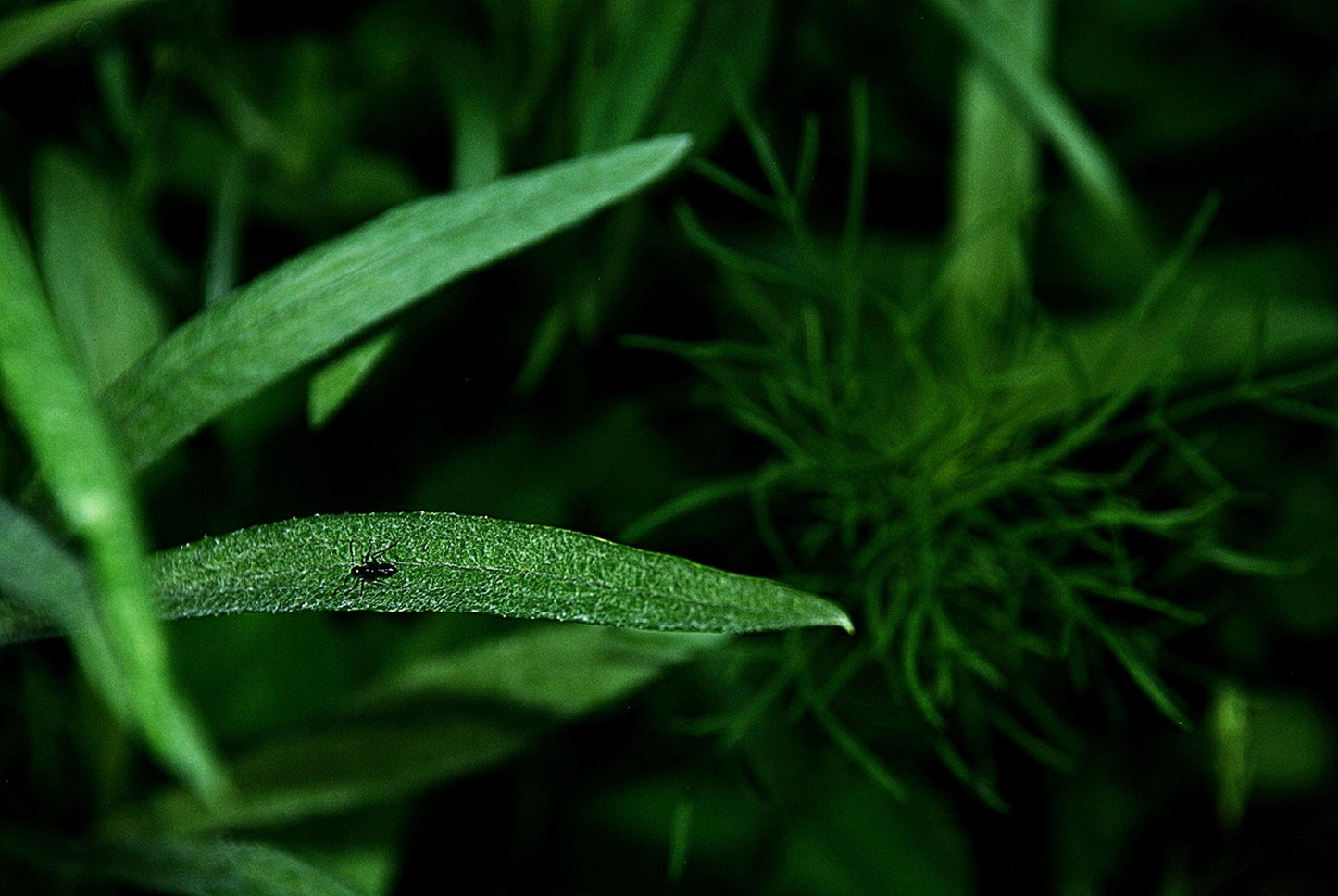 It's "All About the Green" and depth in summertime.