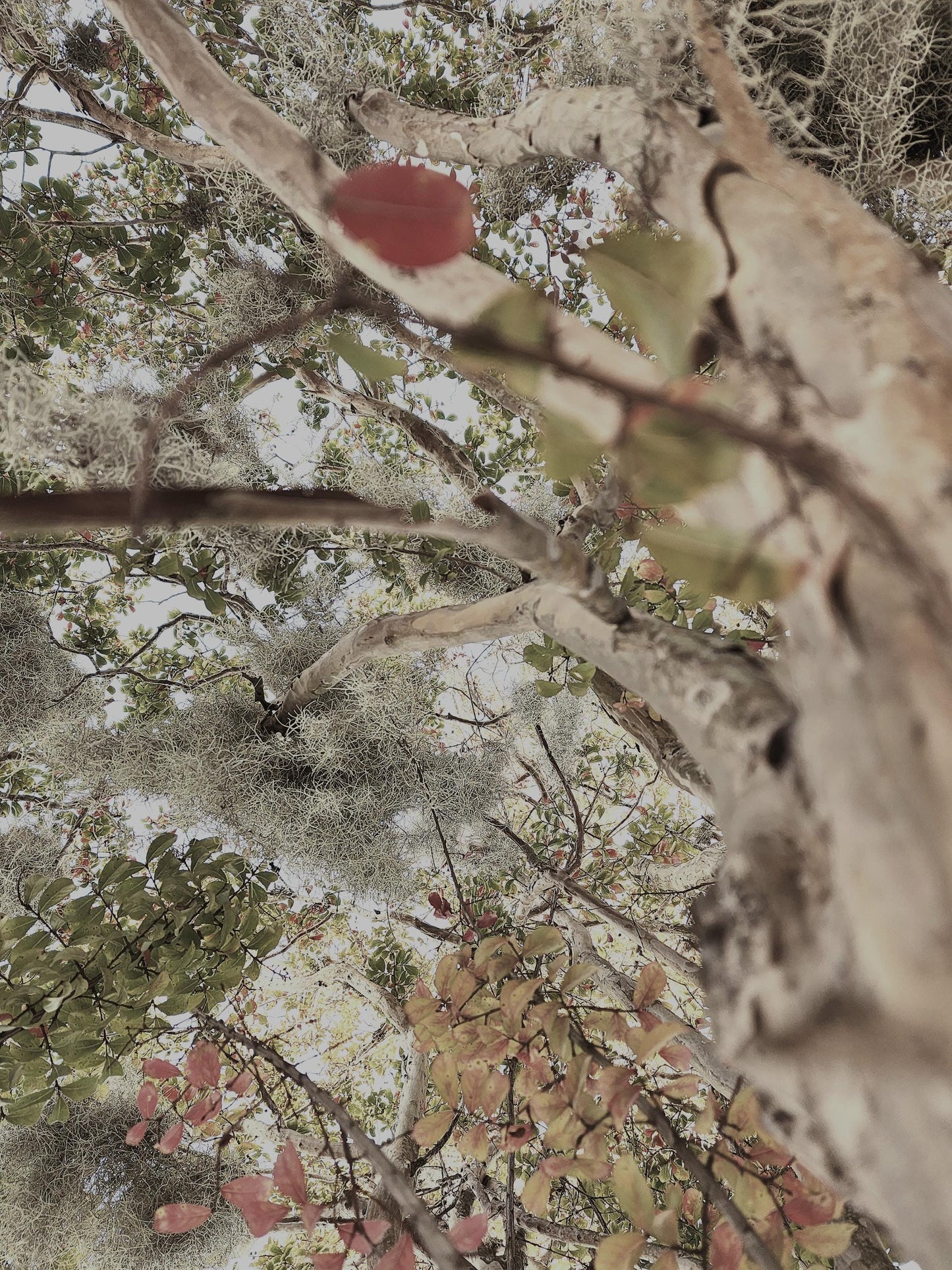 So much "Blended Beauty" in some South Carolina woods.