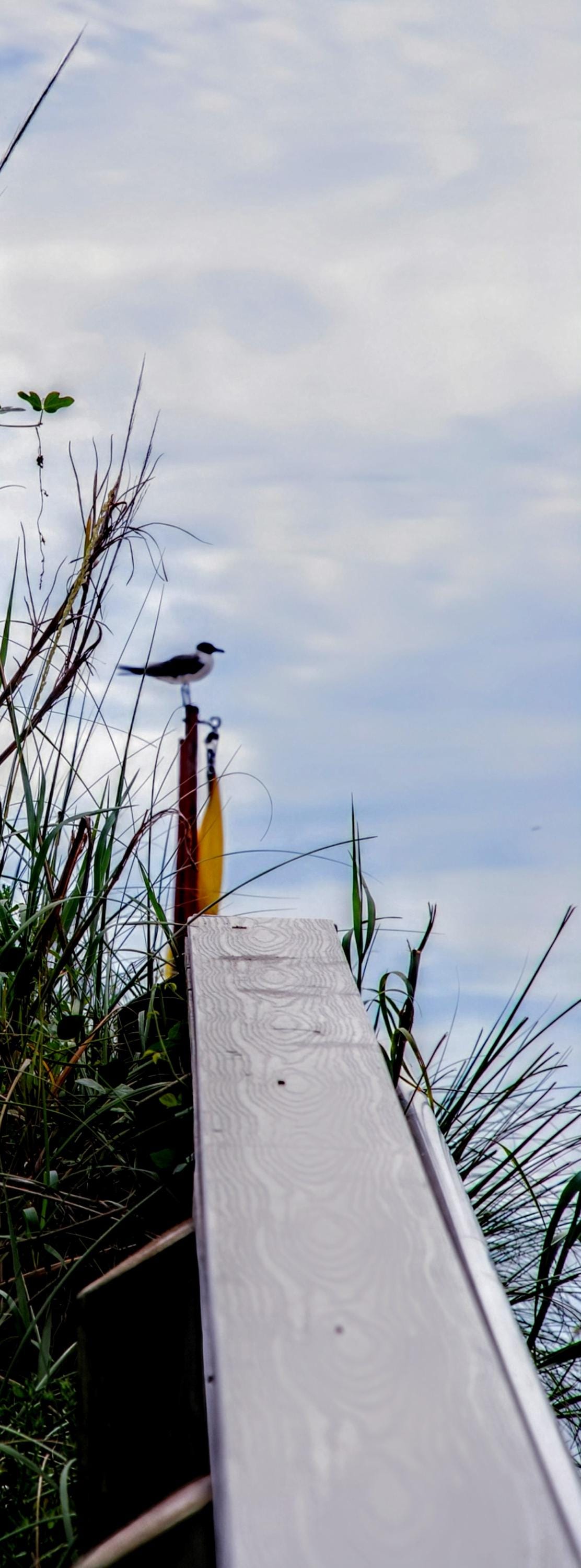 Cute seagull standing at "Attention" in Florida.