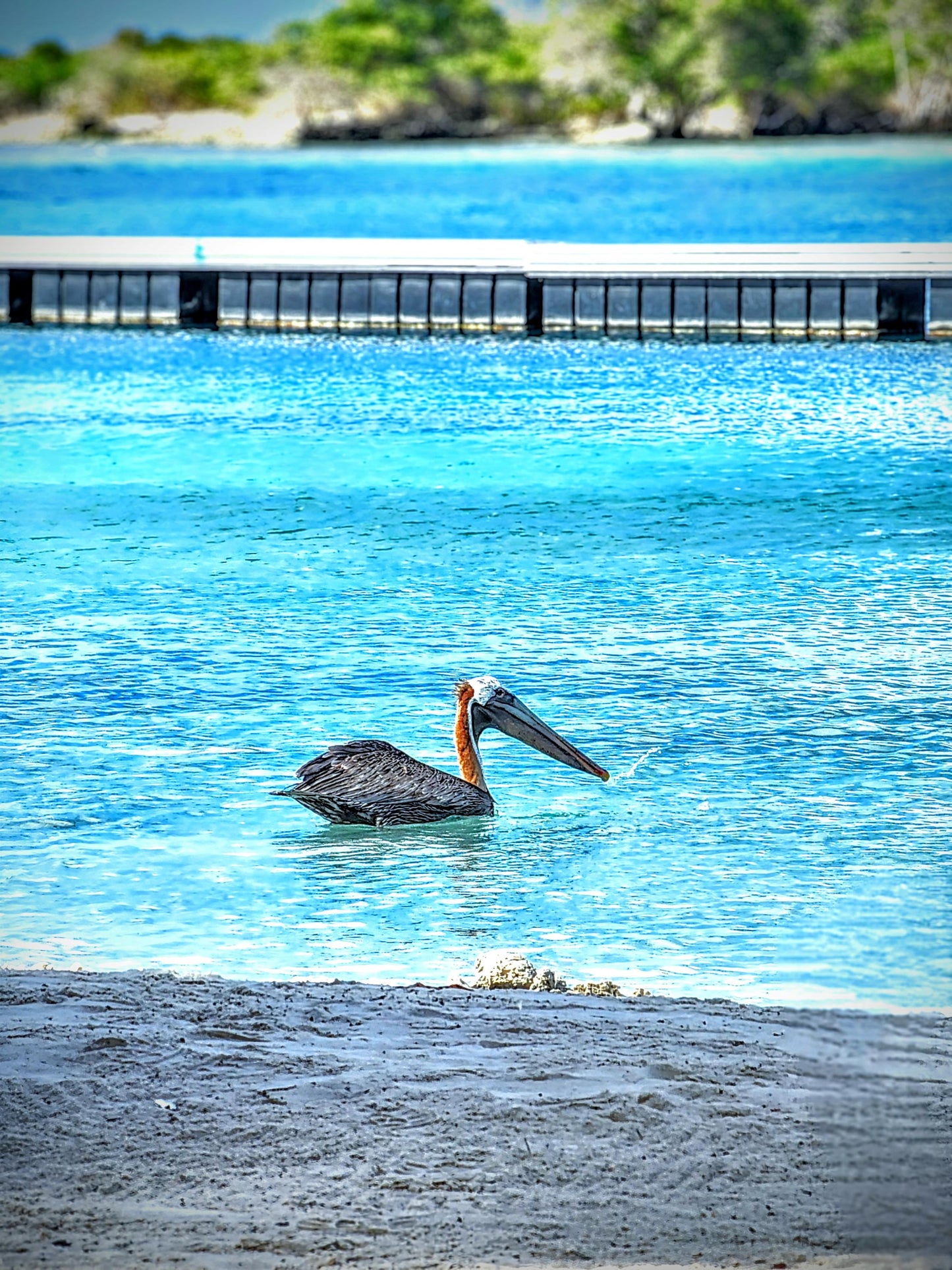 Sassy pelican asking "Do you Need Something" in Curacao.