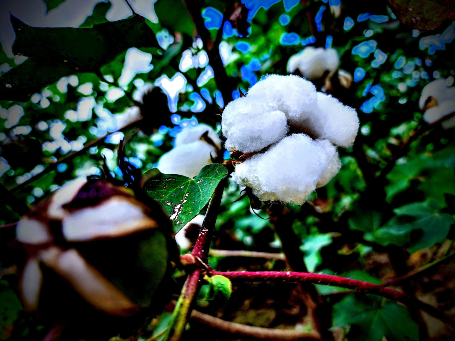 In the South Carolina cotton fields is a beautiful experience in so many ways.