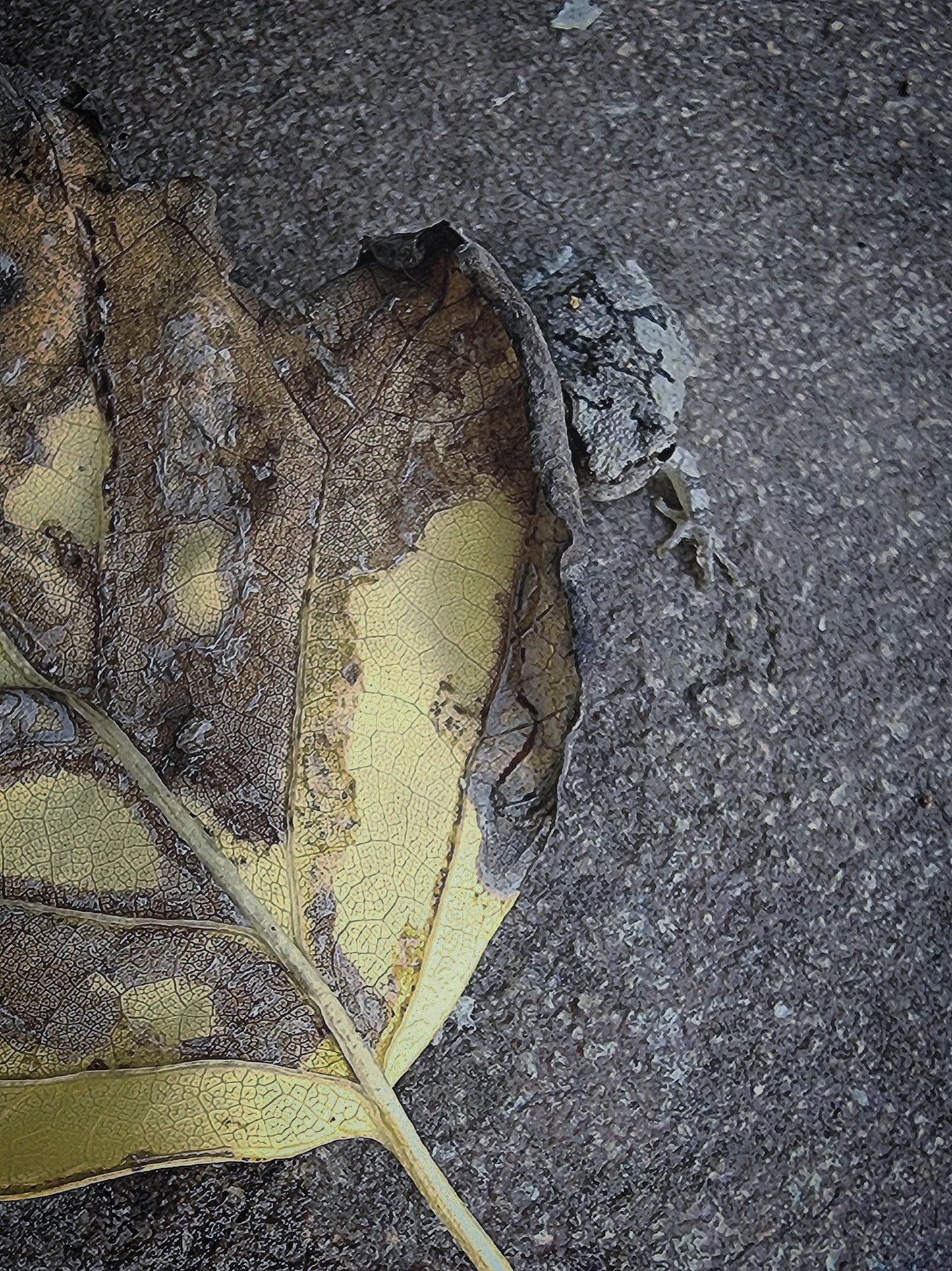 Smart little frog "Blending" within its environment.