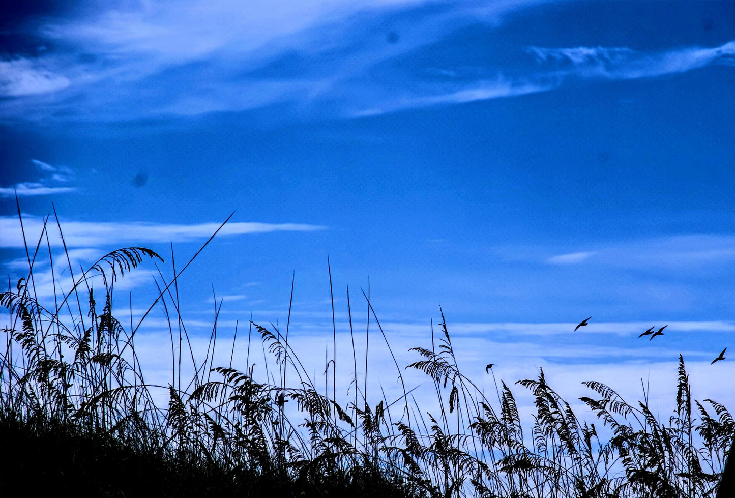 Birds in Florida "Rise Above the Noise".