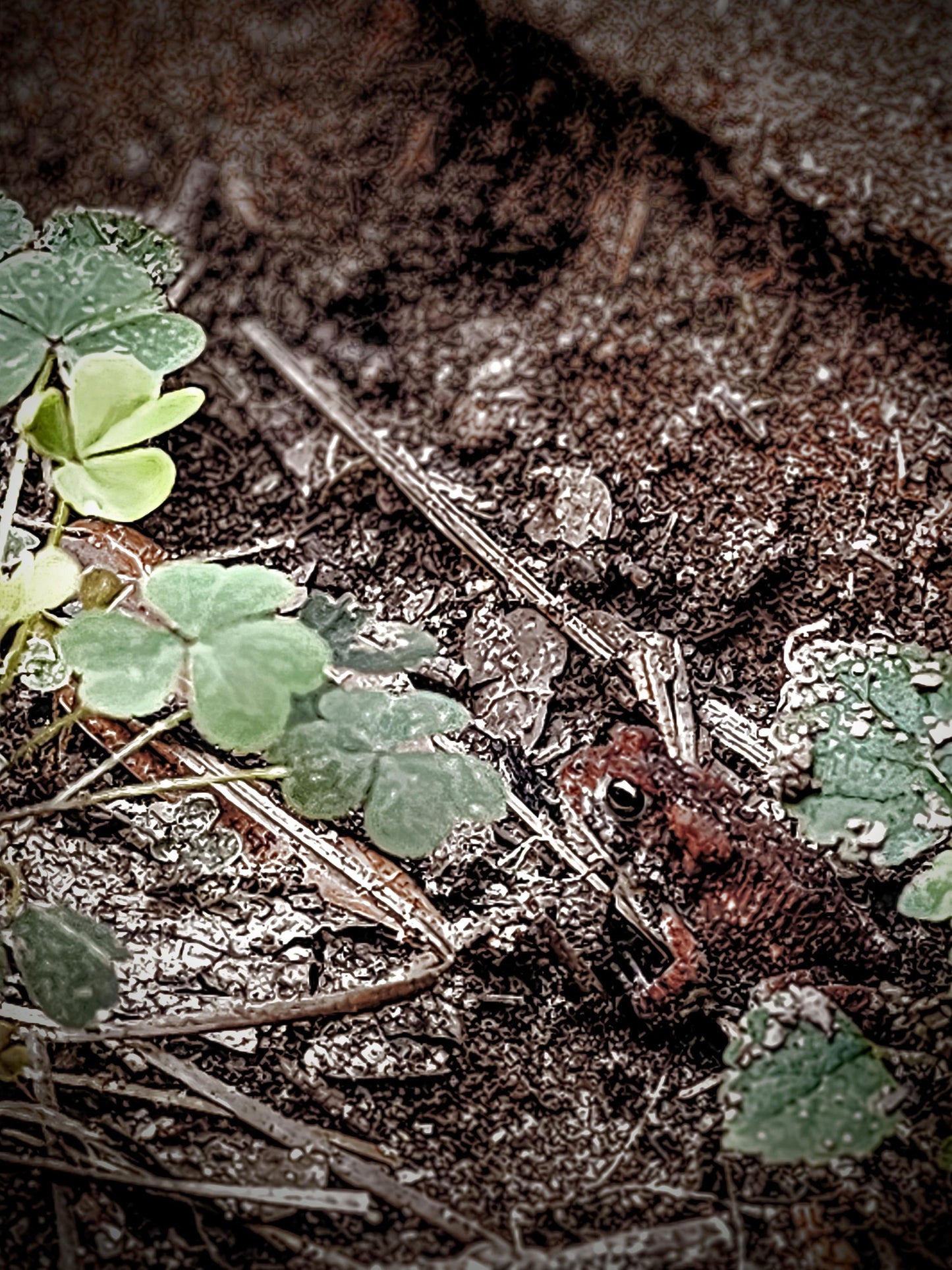 For some there's "No Such Luck" in the South Carolina woods.