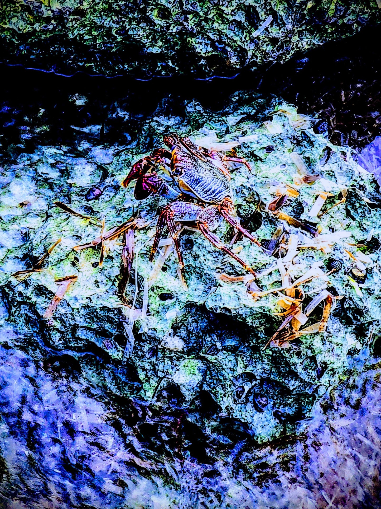 Curious crab stating "Nothing to See Here" on the stunning island of Curacao.