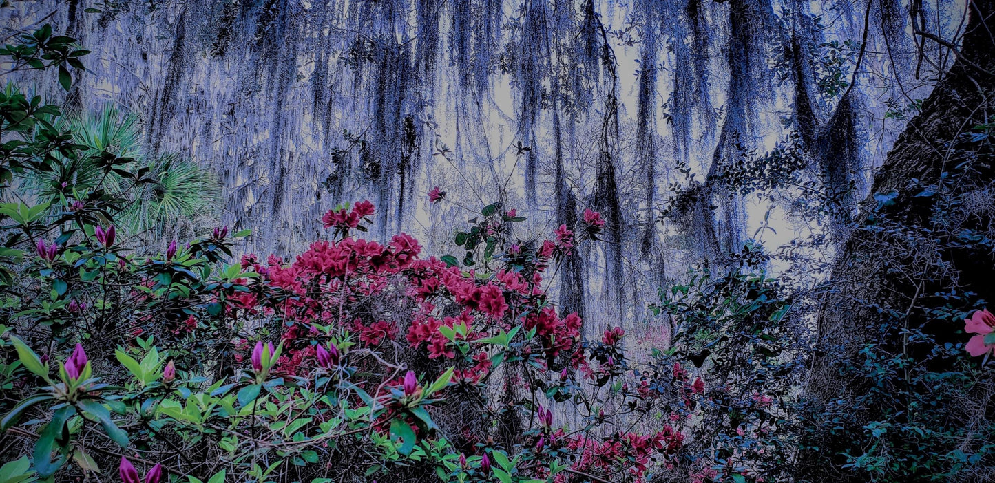Savannahs "Foggy Moss" has more beauty than one would think!