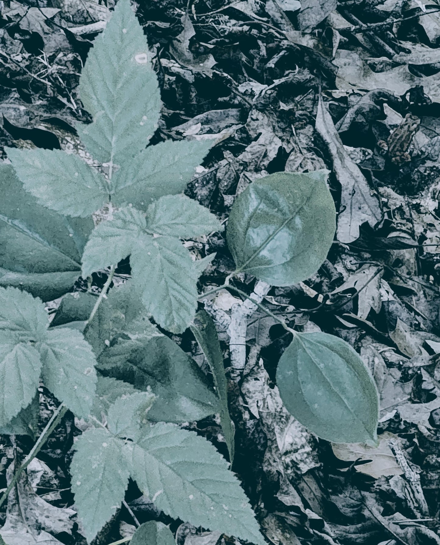 I see you, do you see me in some South Carolina woods.