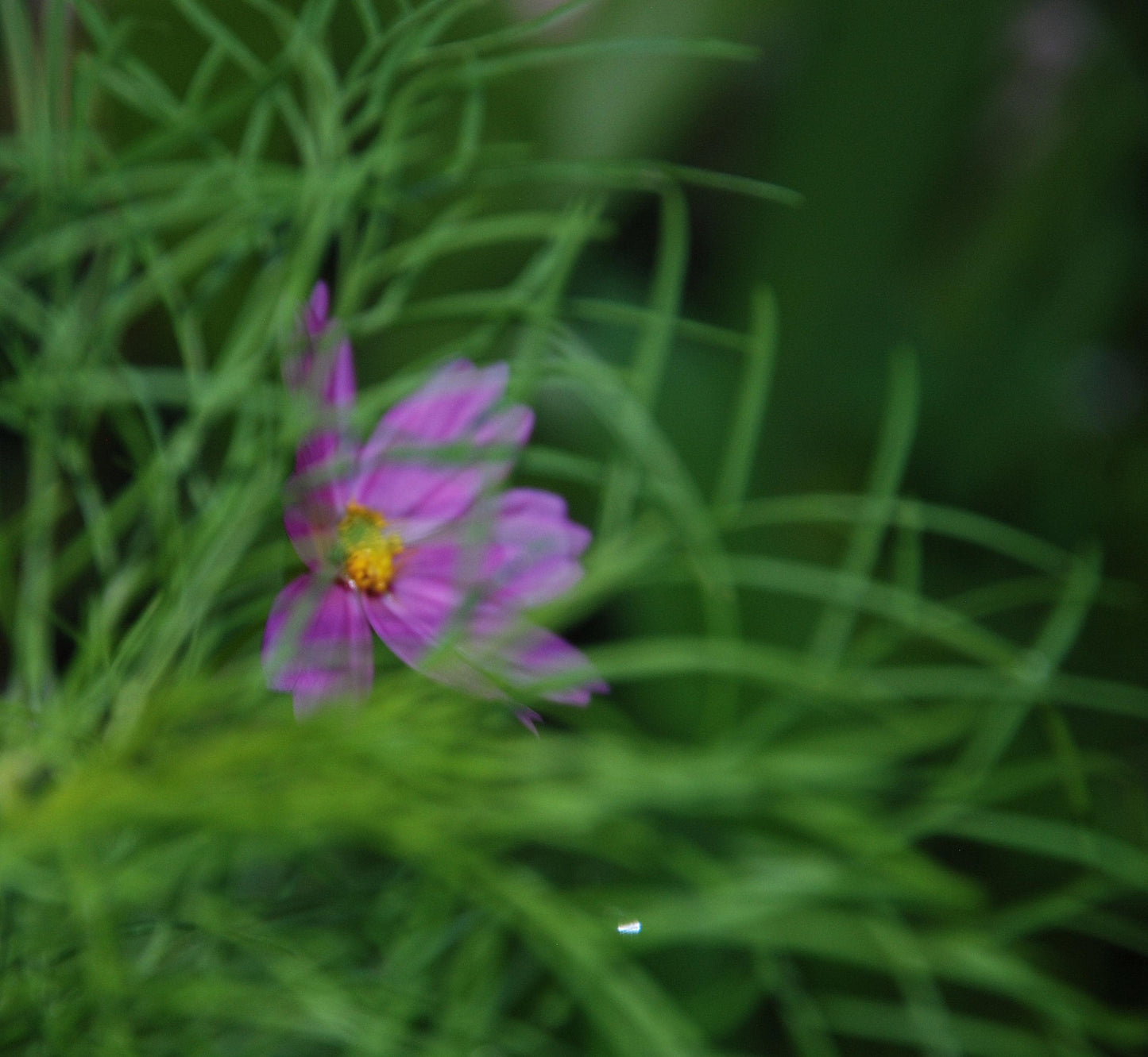 In the southern summer heat "Focus" on me!