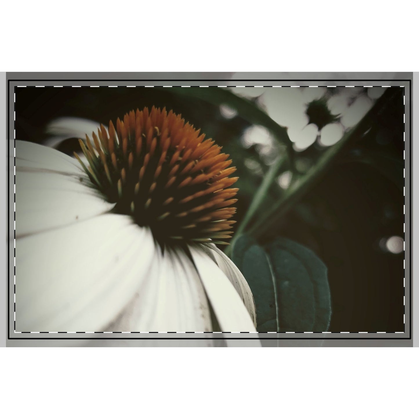 Floral Photography Area Rug, Botanical Home Decor, Nature-Inspired Living Room Rug, Gift for Plant Lovers, Cozy Home Accessory