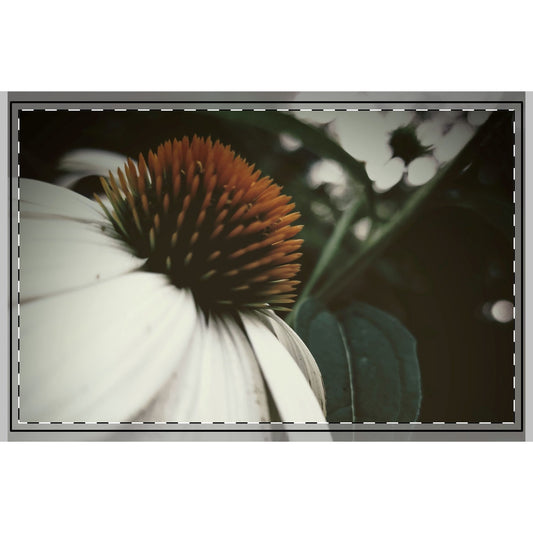 Floral Photography Area Rug, Botanical Home Decor, Nature-Inspired Living Room Rug, Gift for Plant Lovers, Cozy Home Accessory