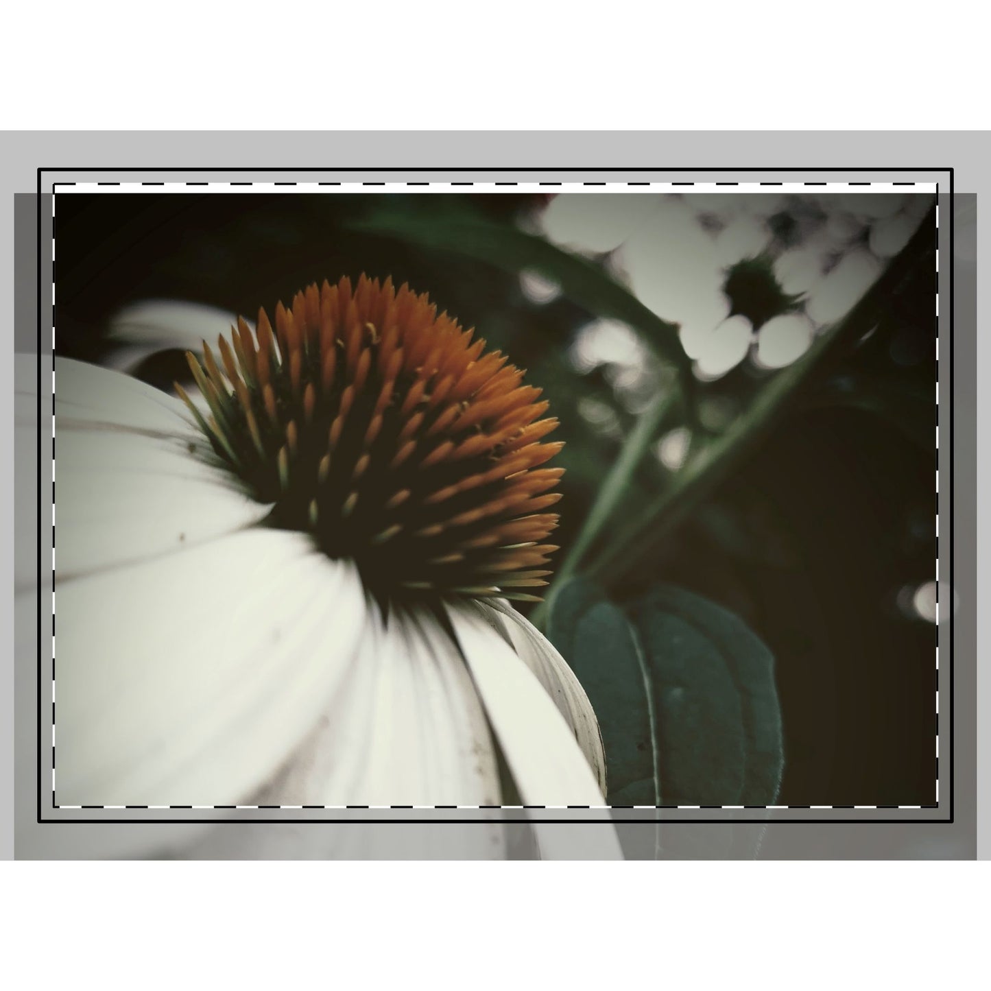 Floral Photography Area Rug, Botanical Home Decor, Nature-Inspired Living Room Rug, Gift for Plant Lovers, Cozy Home Accessory