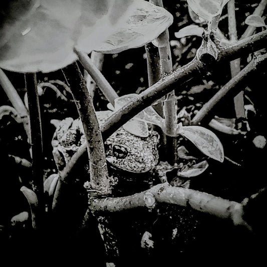South Carolina frog hiding from the summer heat.