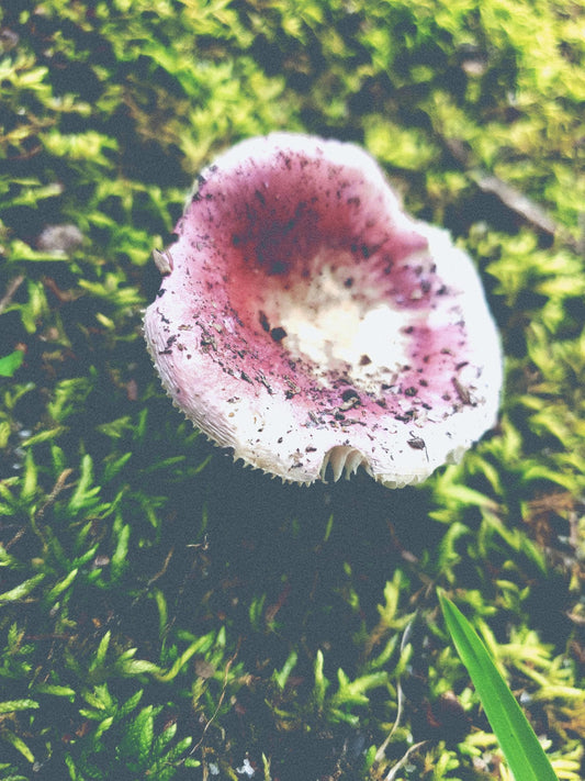 Pretty in pink fungi in the woods of South Carolina on a hot summer day.