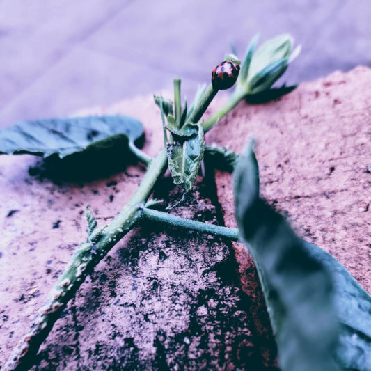 Nothing more elegant than "The Ladies Rose"...
