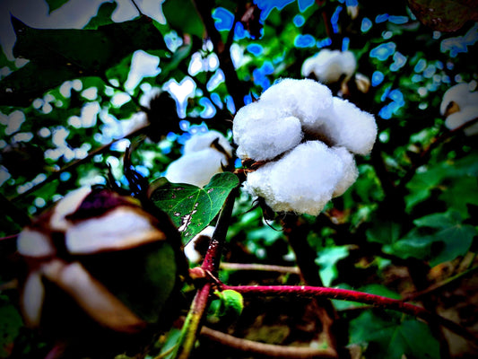 In the South Carolina cotton fields is a beautiful experience in so many ways.