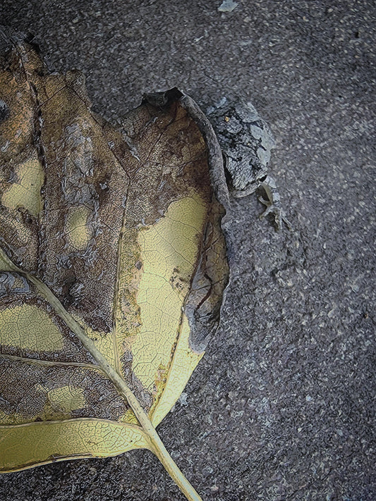 Smart little frog "Blending" within its environment.