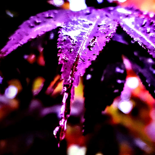 The simple beauty of "Rain Drops Falling" on a fall day.