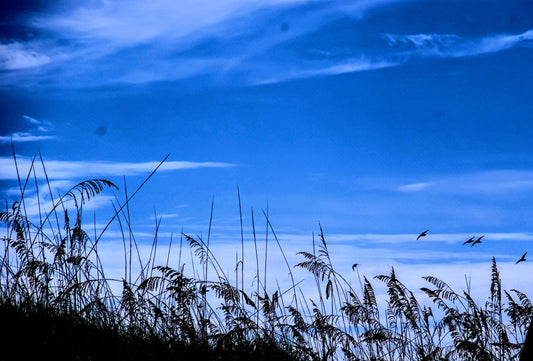 Birds in Florida "Rise Above the Noise".