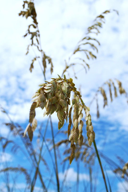In Florida "Winds Blowing" on the coast makes the grass shine.