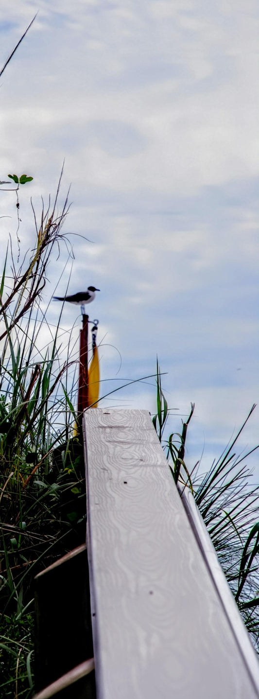 Cute seagull standing at "Attention" in Florida.