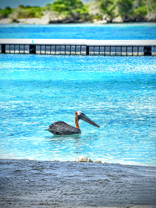 Sassy pelican asking "Do you Need Something" in Curacao.