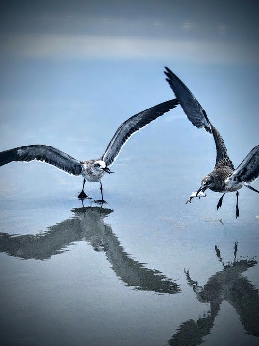 Silly seagulls need to "Stop Playing" around on the South Carolina coast.