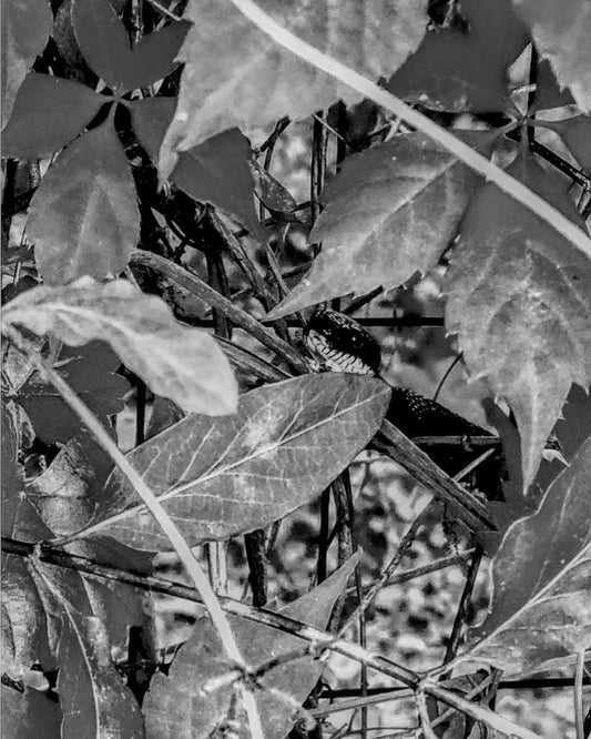 Snake "Laying In Wait" in the woods of South Carolina on a Spring day.