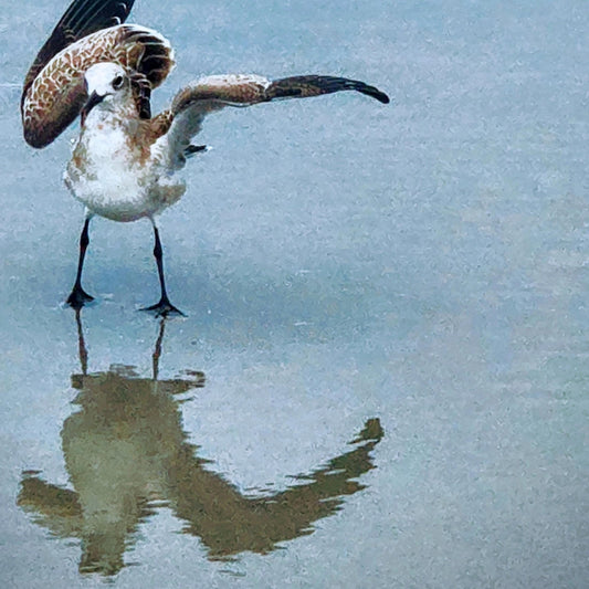 Silly seagull "Off Balance" on the coast of South Carolina on a sunny summer day.