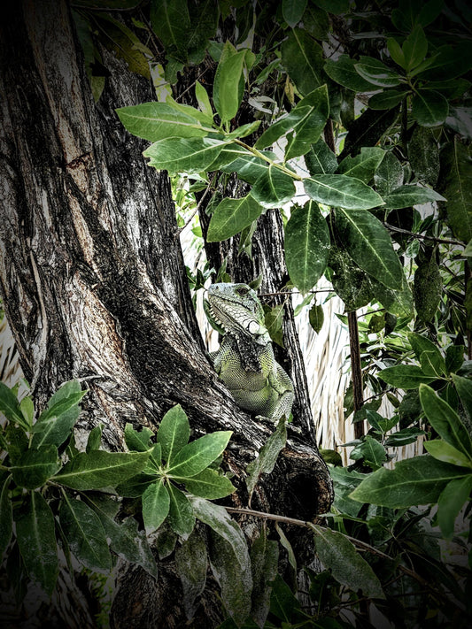 Stunningly handsome iguana asking "And You Are" in beautiful Curacao.