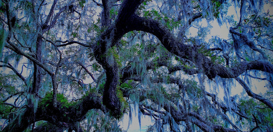 In the wetlands of Georgia you have " Mossy Days" everyday.