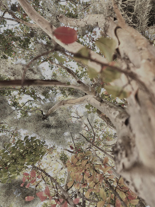 So much "Blended Beauty" in some South Carolina woods.