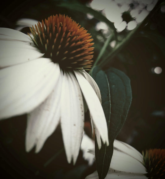 Summer times "Backyard Beauty" in full bloom down south.