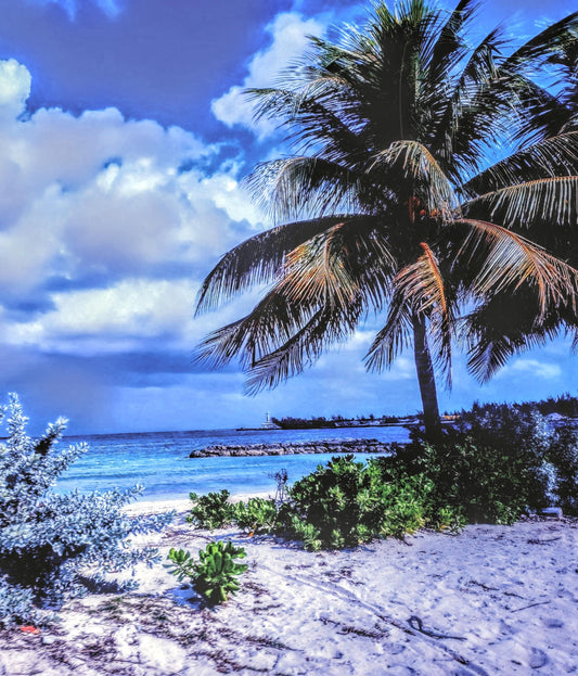 Lots of beauty "Under Cover" on the beautiful island of Curacao.