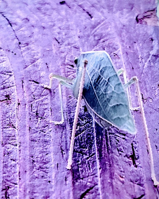 Insect asking "Can I Help You" on a southern Spring day.