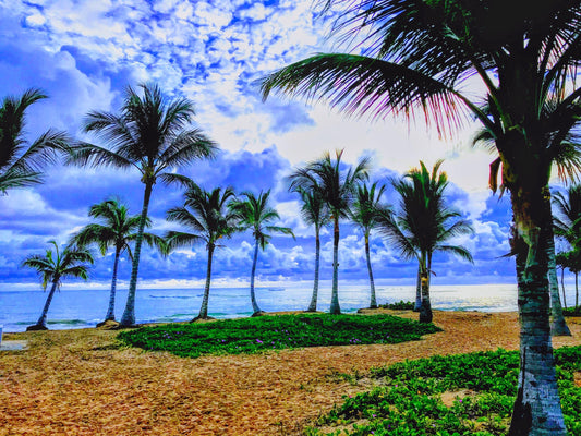 Beauty in all forms on the stunning island of Punta Cana.